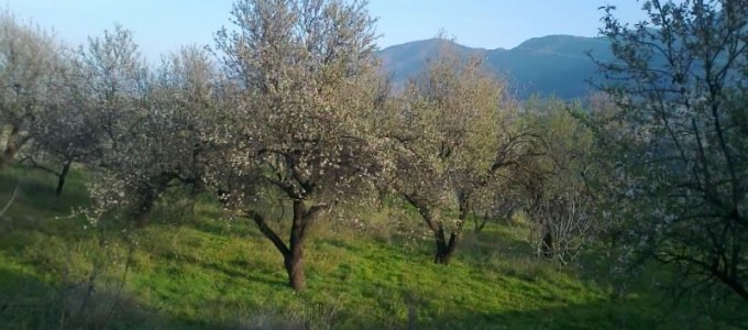 Los primeros almendros en flor