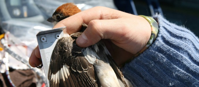 JORNADA DE ANILLAMIENTO DE AVES