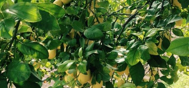 REFRESCANTE LIMONADA CASERA